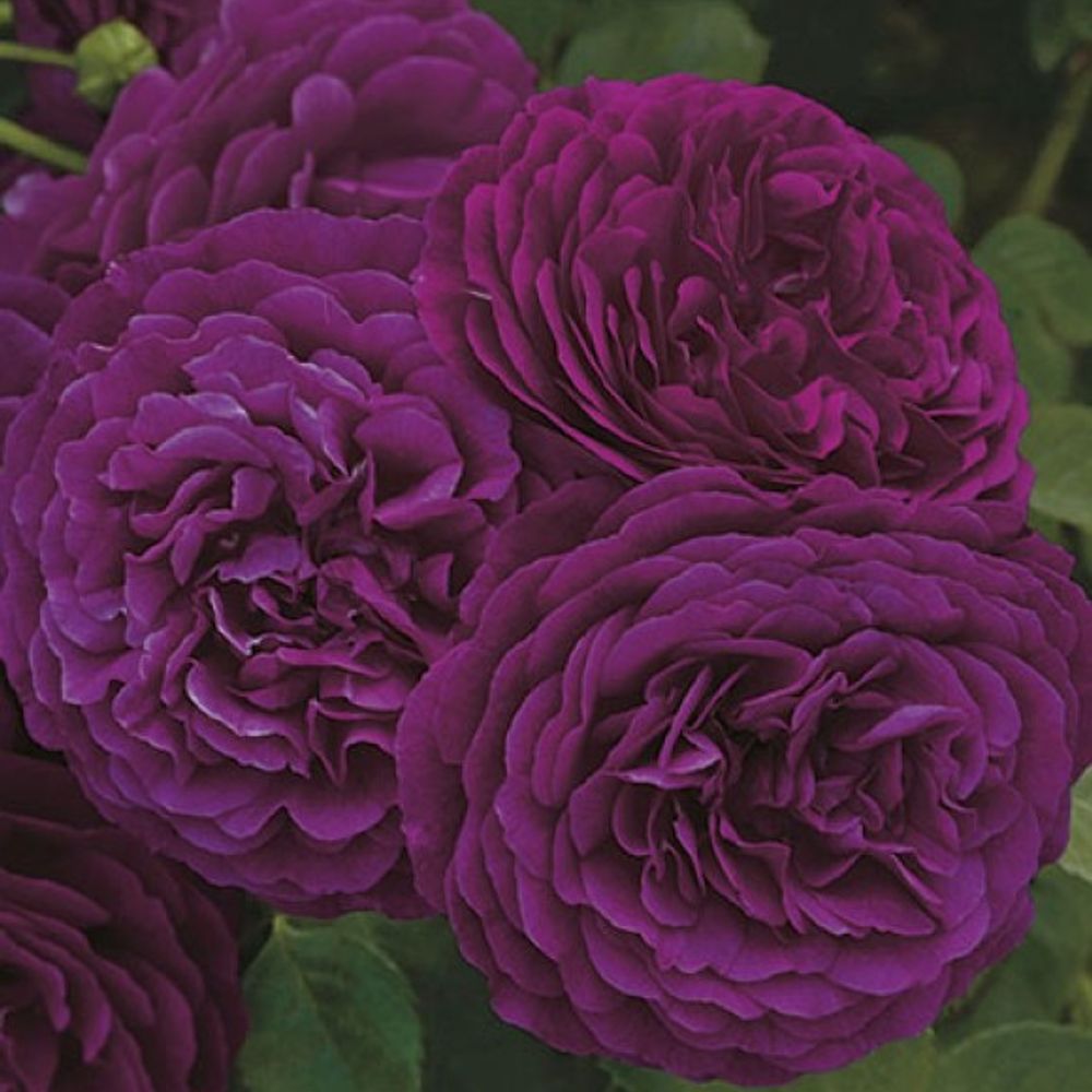 Weeks Roses, Twilight Zone Grandiflora Dormant Potted Rose