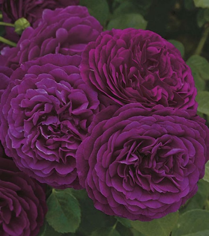 Weeks Roses, Twilight Zone Grandiflora Dormant Potted Rose