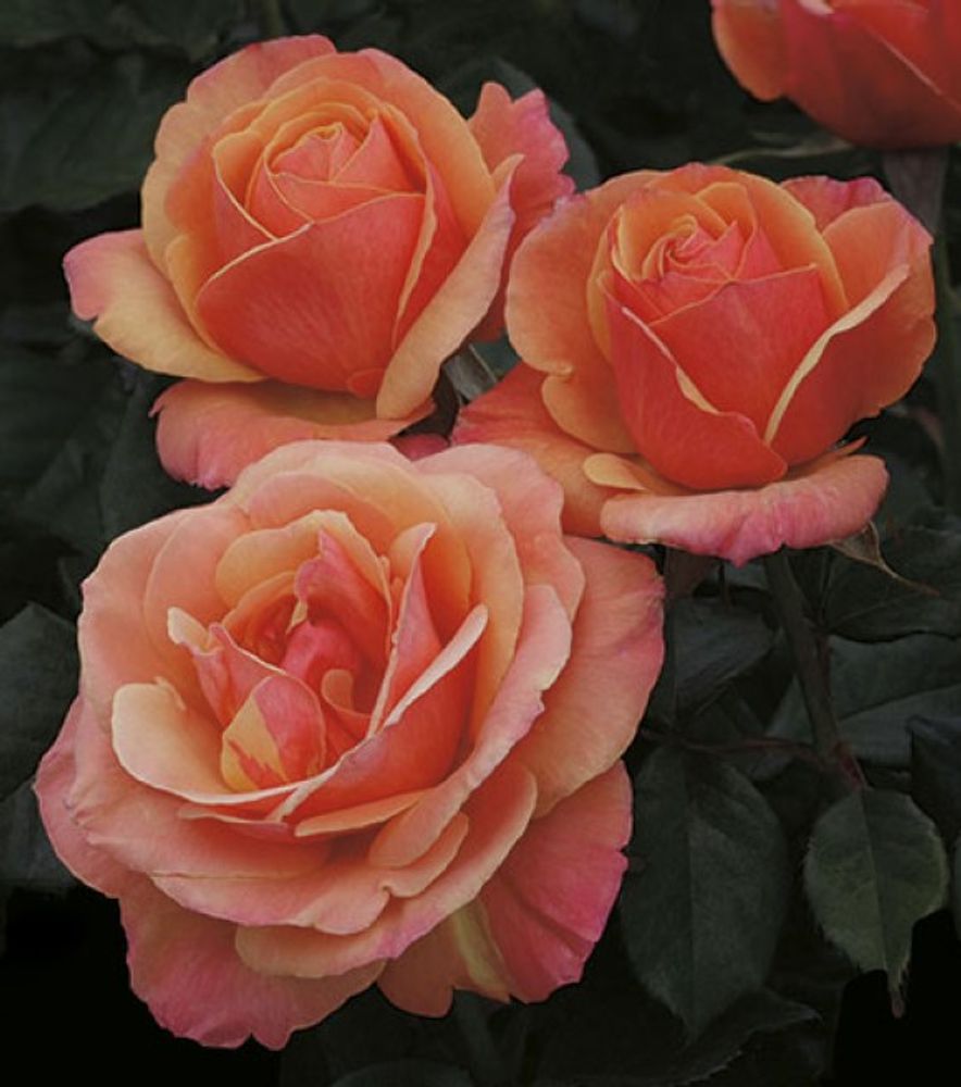 Weeks Roses, Anna's Promise Grandiflora Dormant Potted Rose
