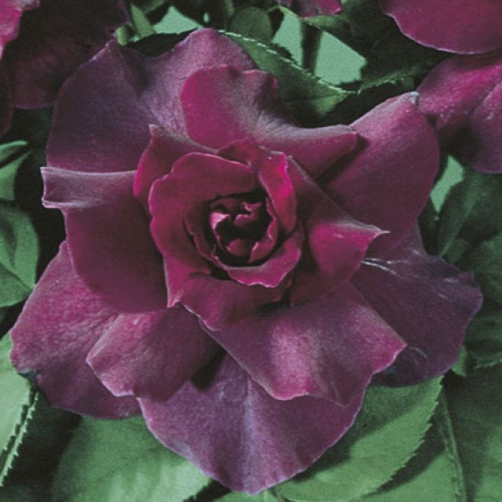 Weeks Roses, Intrigue Floribunda Dormant Potted Rose 