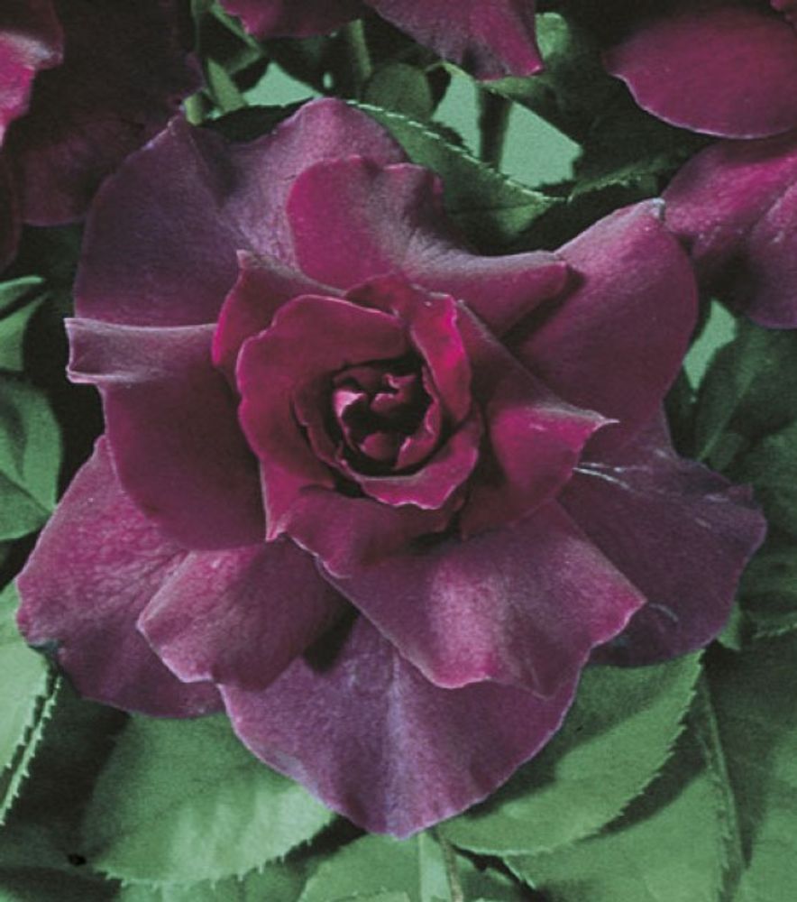 Weeks Roses, Intrigue Floribunda Dormant Potted Rose