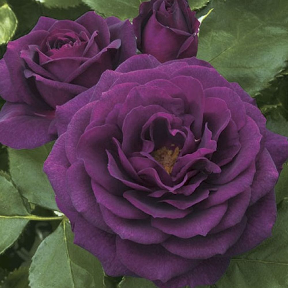 Weeks Roses, Ebb Tide Floribunda Dormant Potted Rose 