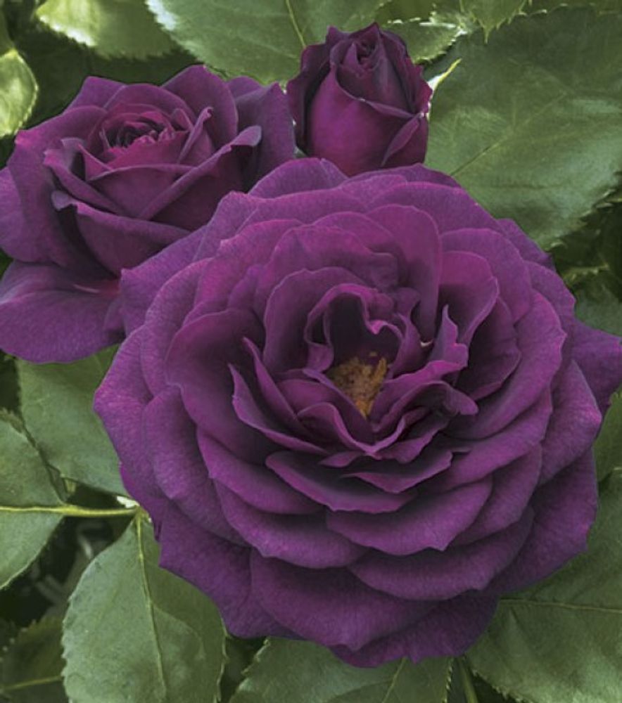 Weeks Roses, Ebb Tide Floribunda Dormant Potted Rose