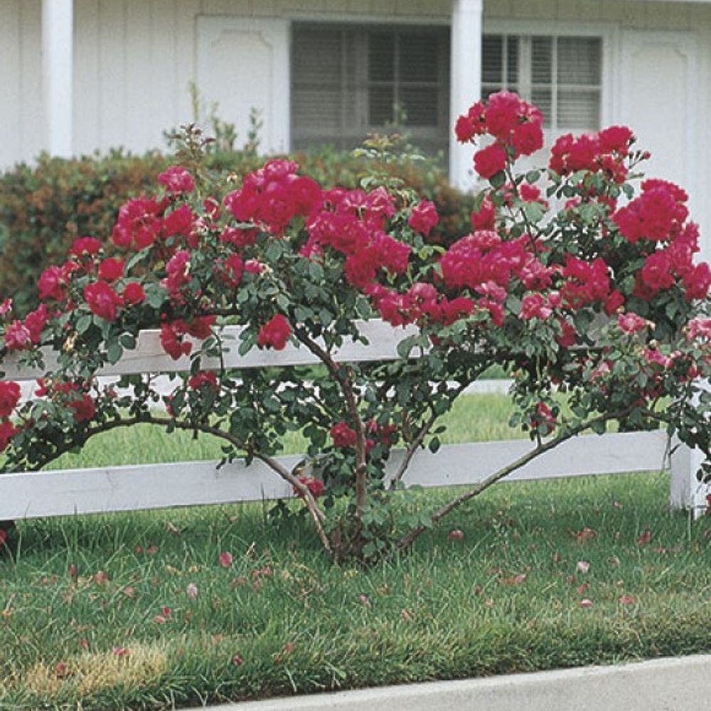 Weeks Roses, Blaze Improved Climber Dormant Potted Rose 
