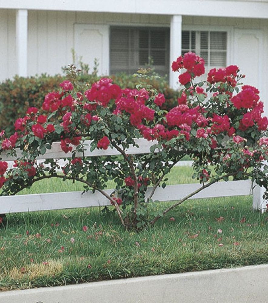 Weeks Roses, Blaze Improved Climber Dormant Potted Rose
