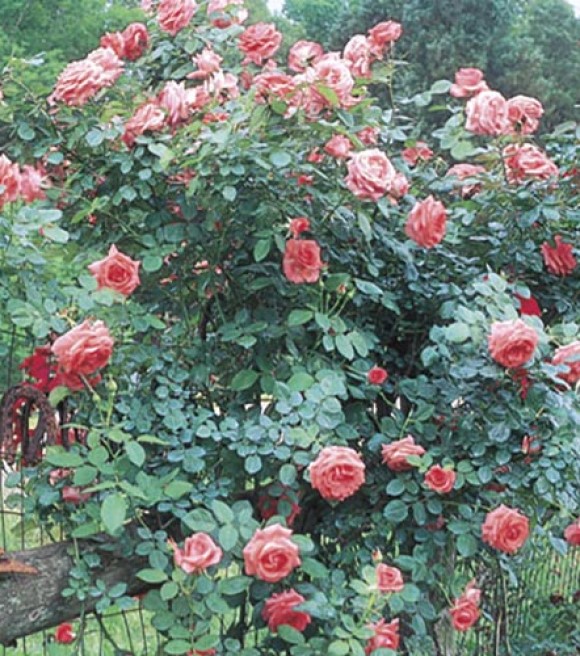 Weeks Roses | Wilco Farm Stores