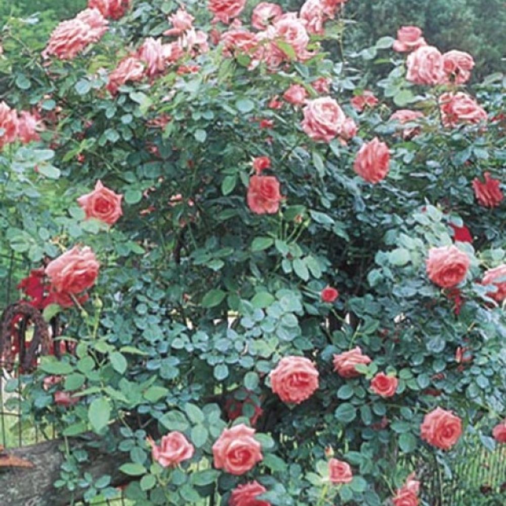 Weeks Roses, America Climber Dormant Potted Rose 