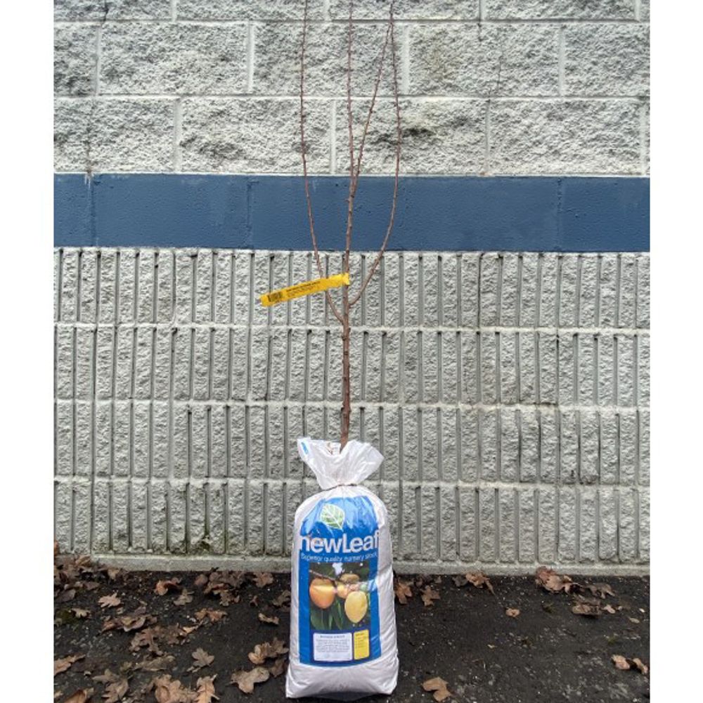 New Leaf, Blenheim Bare Root Apricot Tree