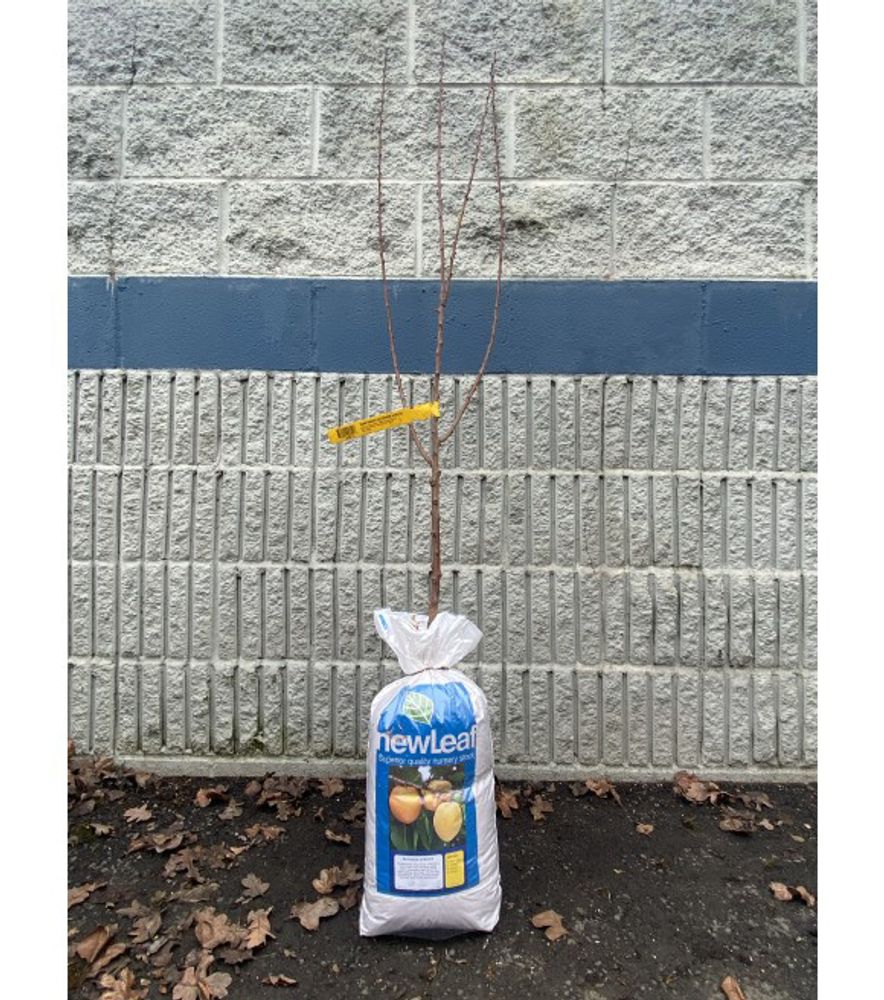 New Leaf, Blenheim Bare Root Apricot Tree