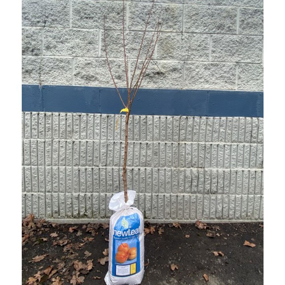 New Leaf, Wenatchee Moorpark Bare Root Apricot Tree