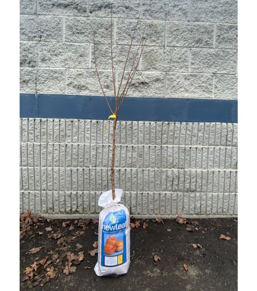 New Leaf, Wenatchee Moorpark Bare Root Apricot Tree