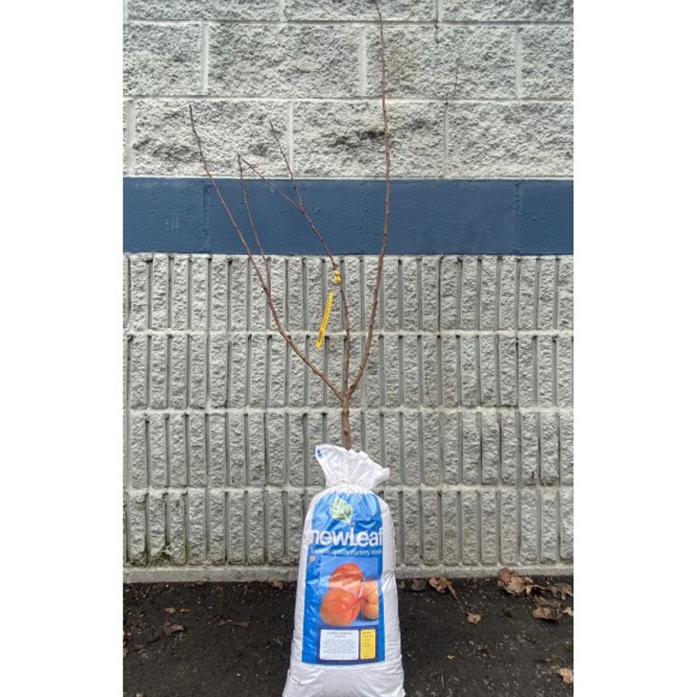 New Leaf, Chinese Mormon Bare Root Apricot Tree