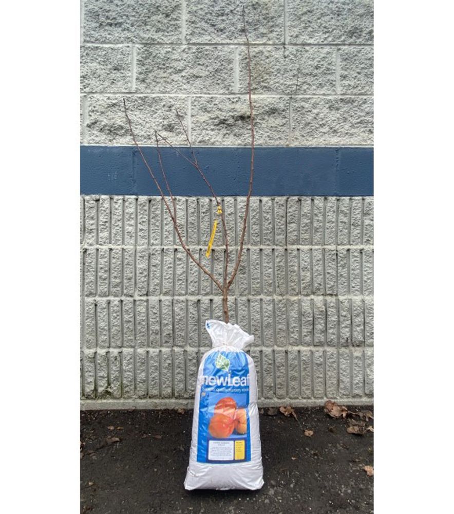 New Leaf, Chinese Mormon Bare Root Apricot Tree