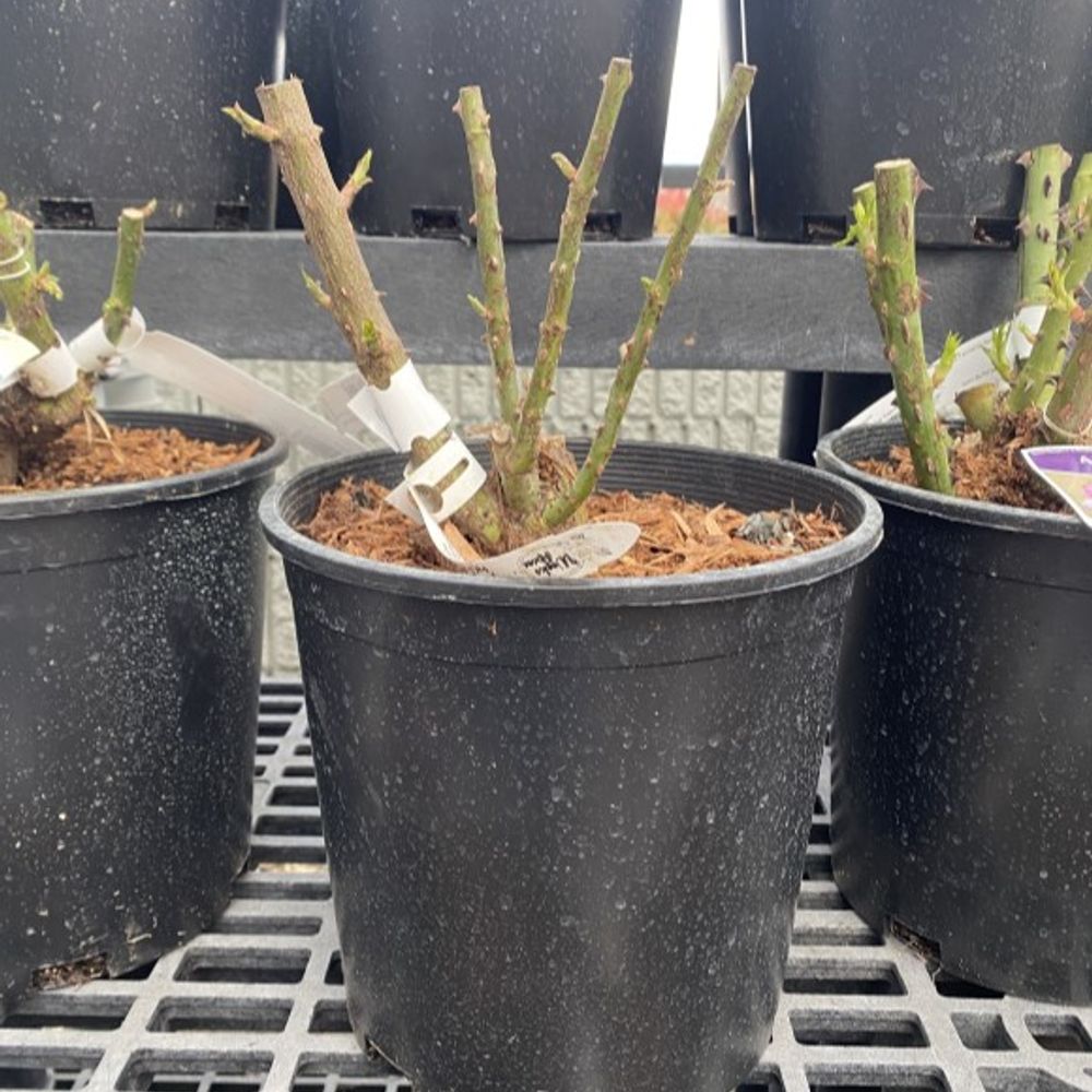 Weeks Roses, Pop Art Grandiflora Dormant Potted Rose