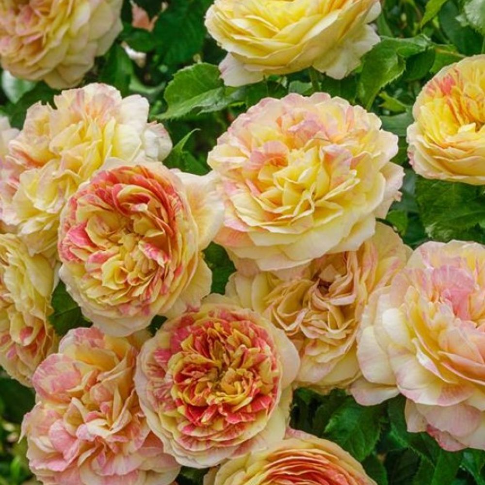 Weeks Roses, Pop Art Grandiflora Dormant Potted Rose