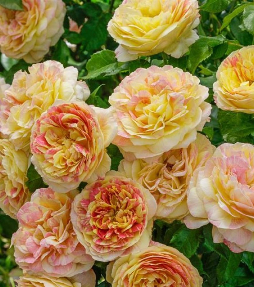 Weeks Roses, Pop Art Grandiflora Dormant Potted Rose