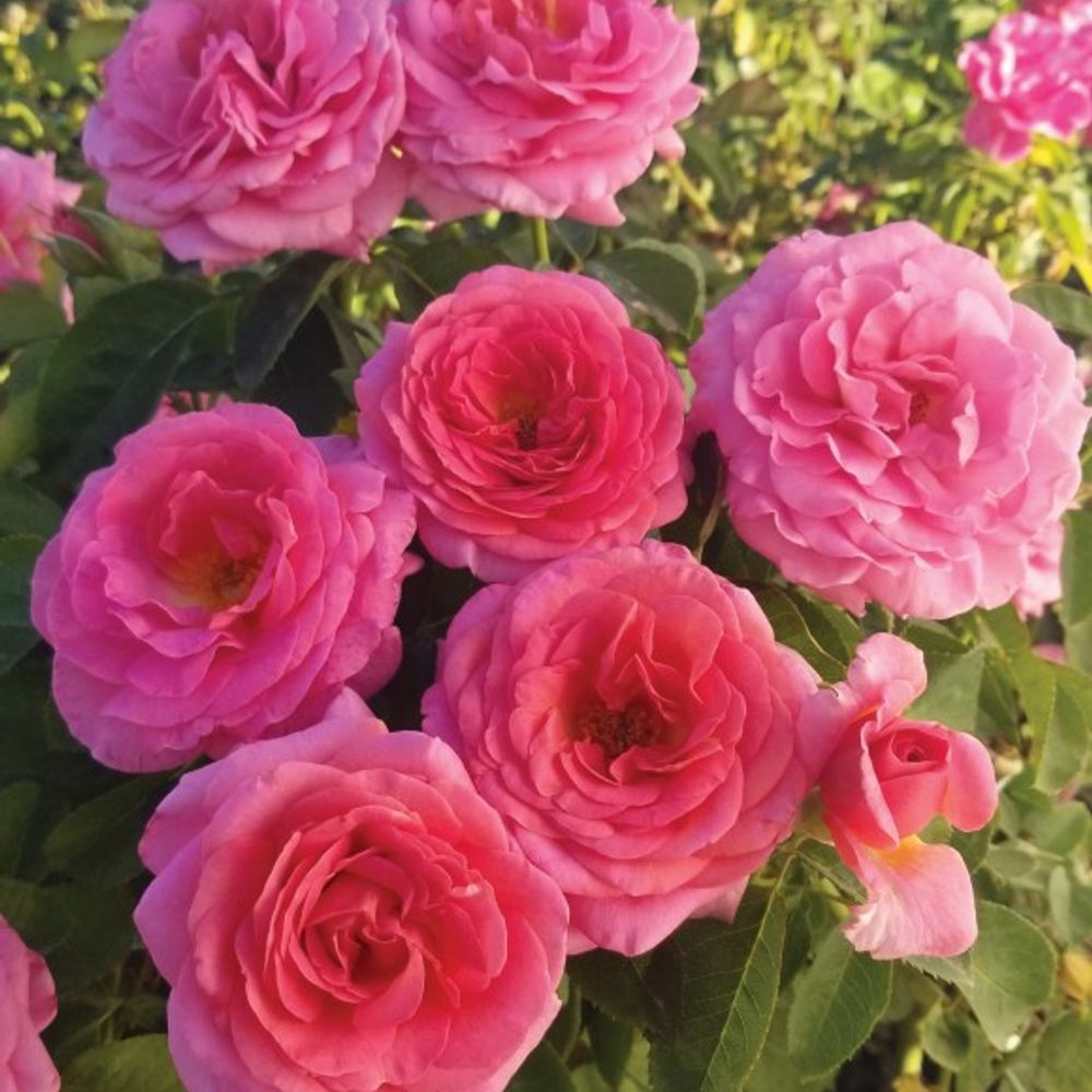Weeks Roses, Time After Time Floribunda Dormant Potted Rose