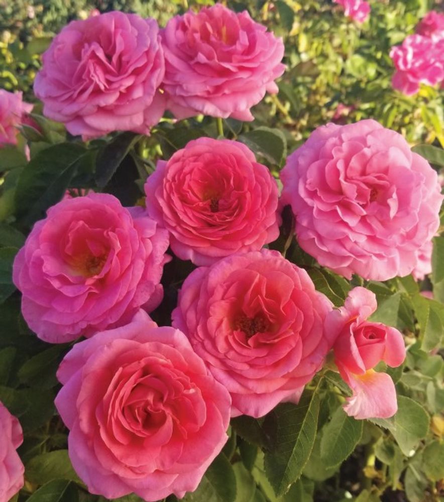 Weeks Roses, Time After Time Floribunda Dormant Potted Rose