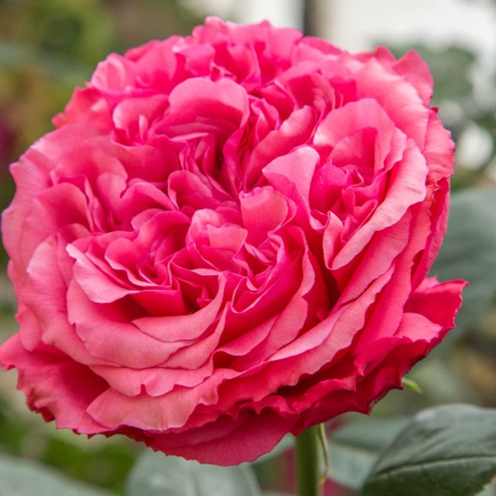Star, Loves Me, Loves Me Not Hybrid Tea Dormant Potted Rose