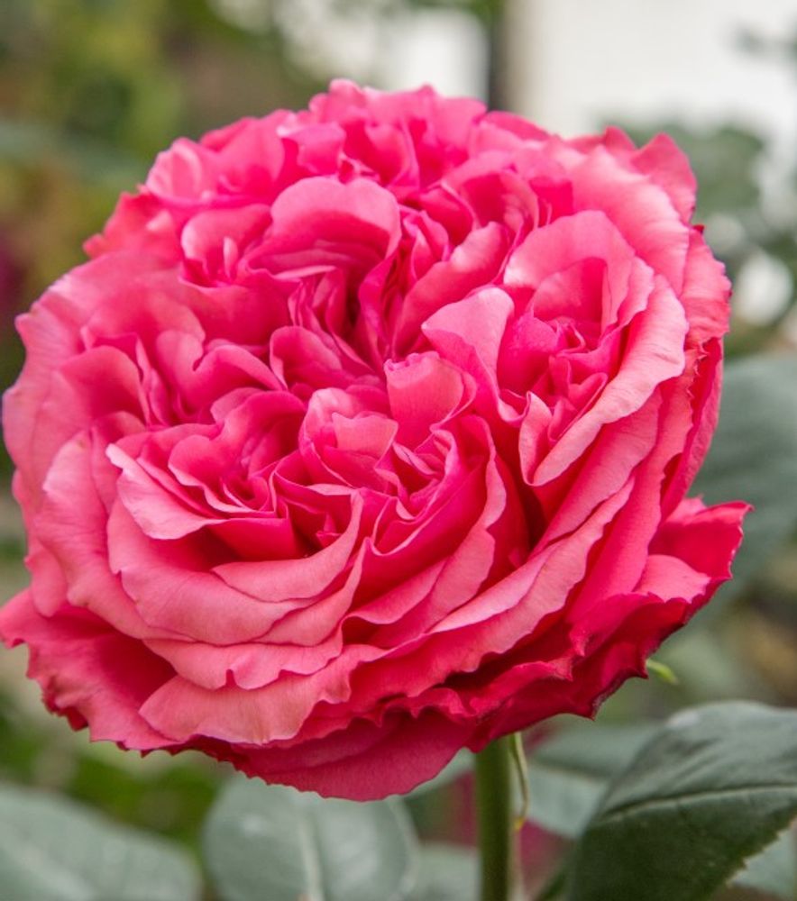 Star, Loves Me, Loves Me Not Hybrid Tea Dormant Potted Rose
