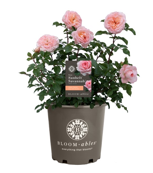 Star Sunbelt Savannah Hybrid Tea Rose
