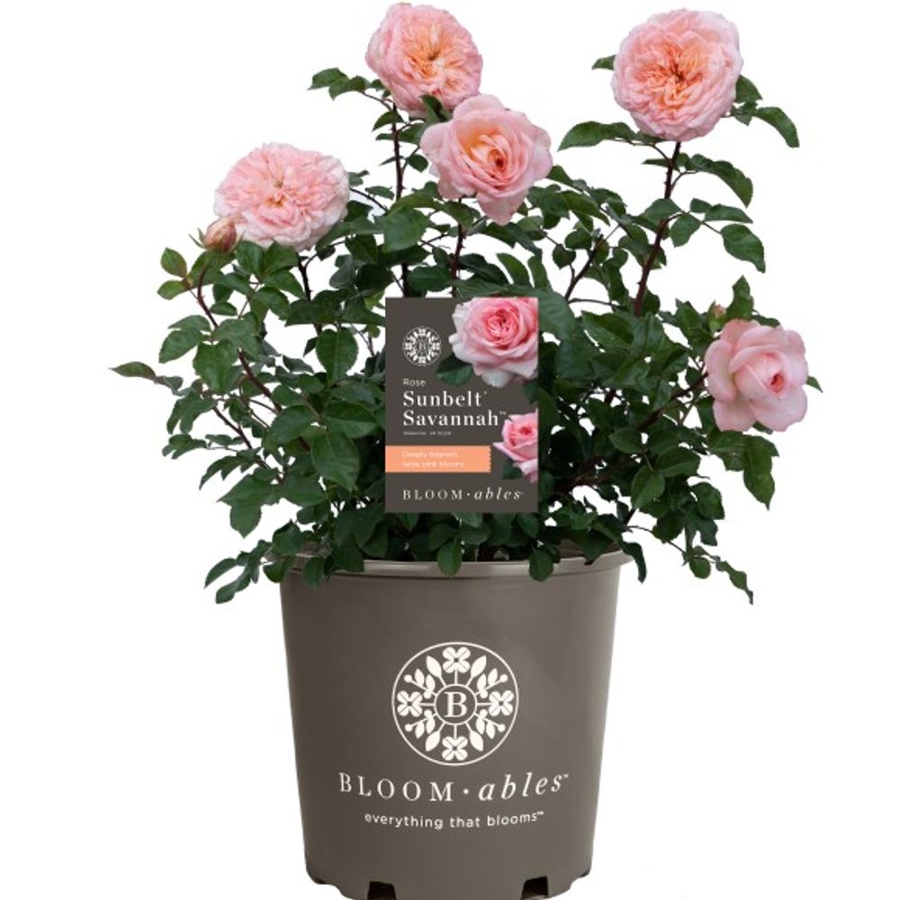 Star, Sunbelt Savannah Hybrid Tea Dormant Potted Rose