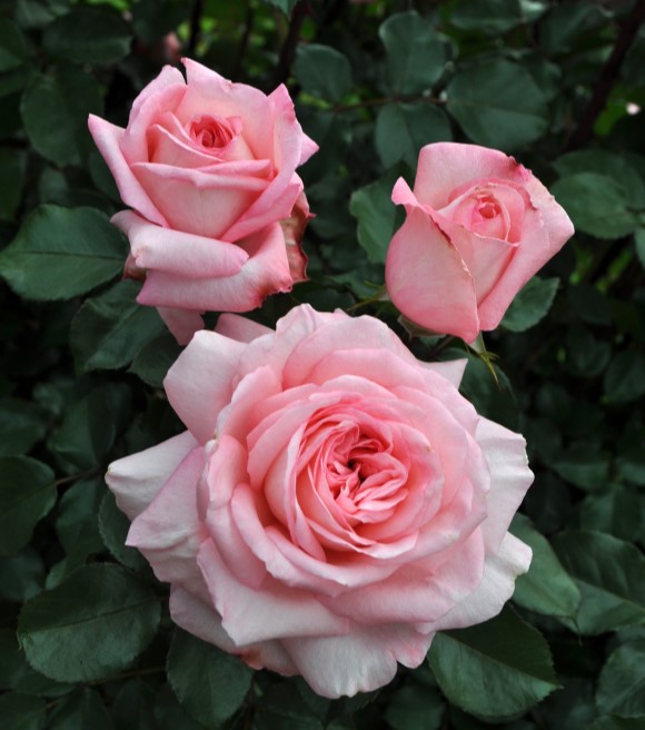 Star Sunbelt Savannah Hybrid Tea Rose - Thumbnail 2
