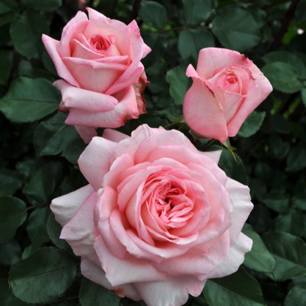 Star, Sunbelt Savannah Hybrid Tea Dormant Potted Rose