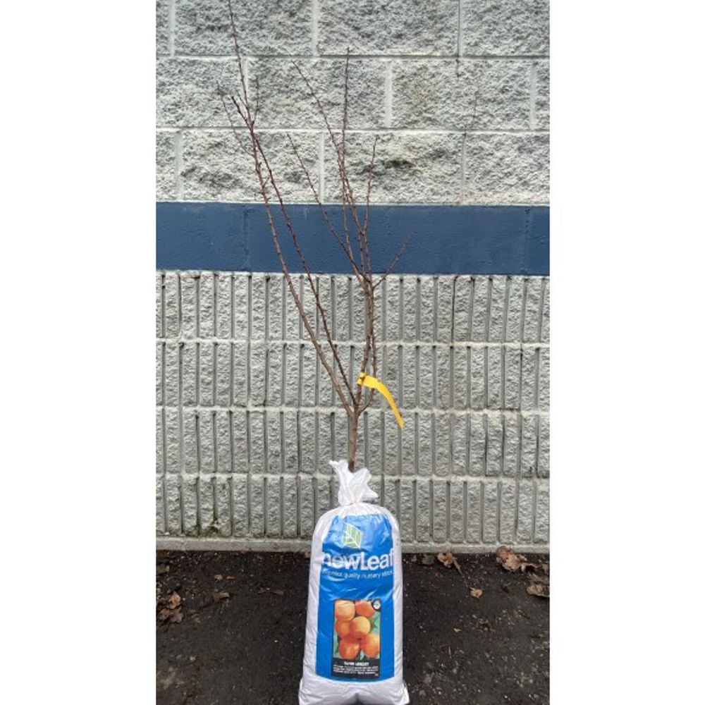 New Leaf, Tilton Bare Root Apricot Tree