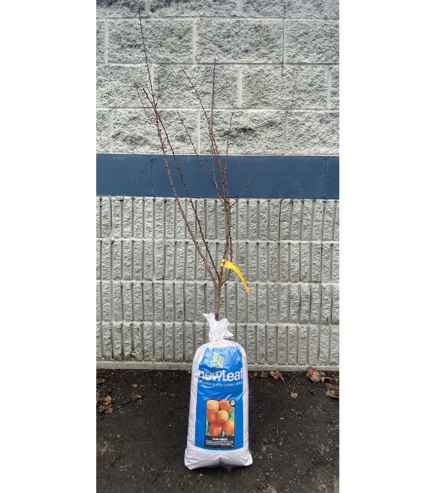 New Leaf, Tilton Bare Root Apricot Tree