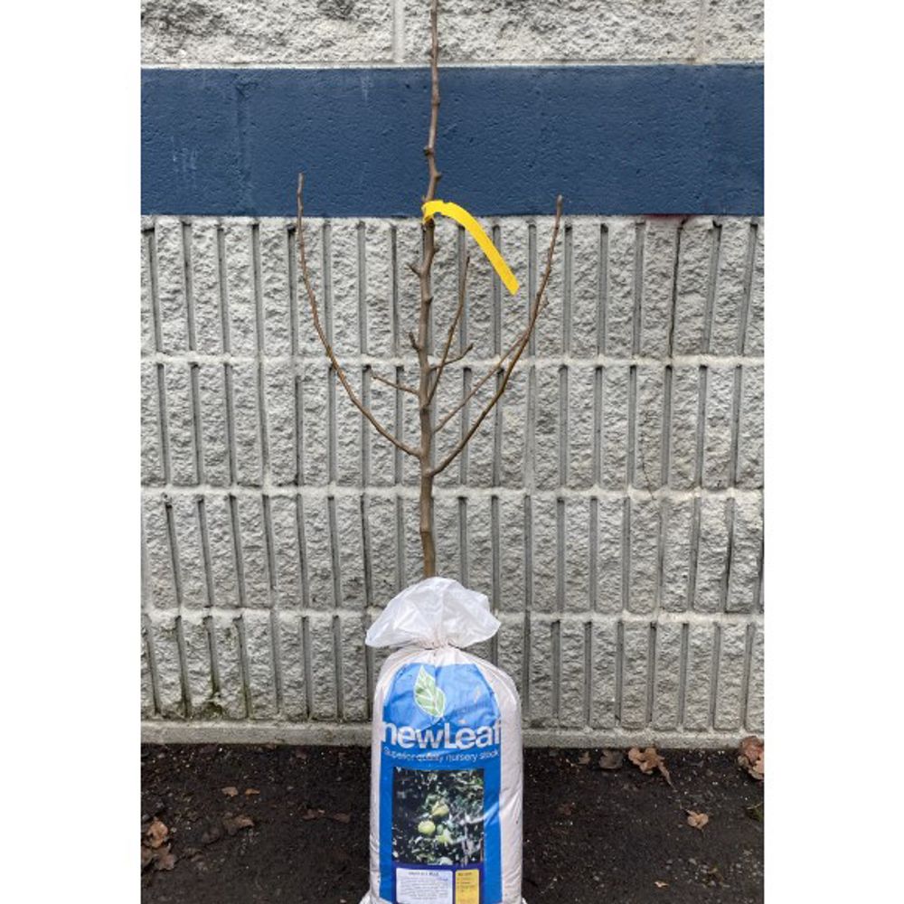 New Leaf, Bartlett Bare Root Pear Tree