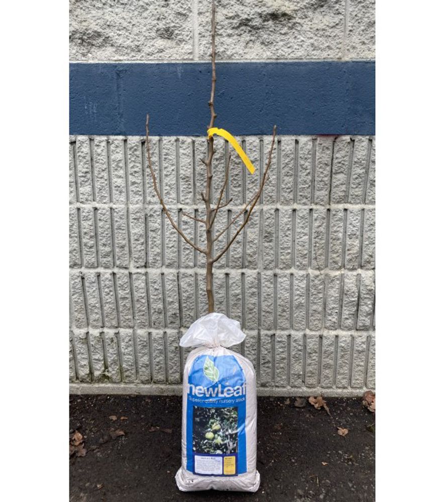 New Leaf, Bartlett Bare Root Pear Tree