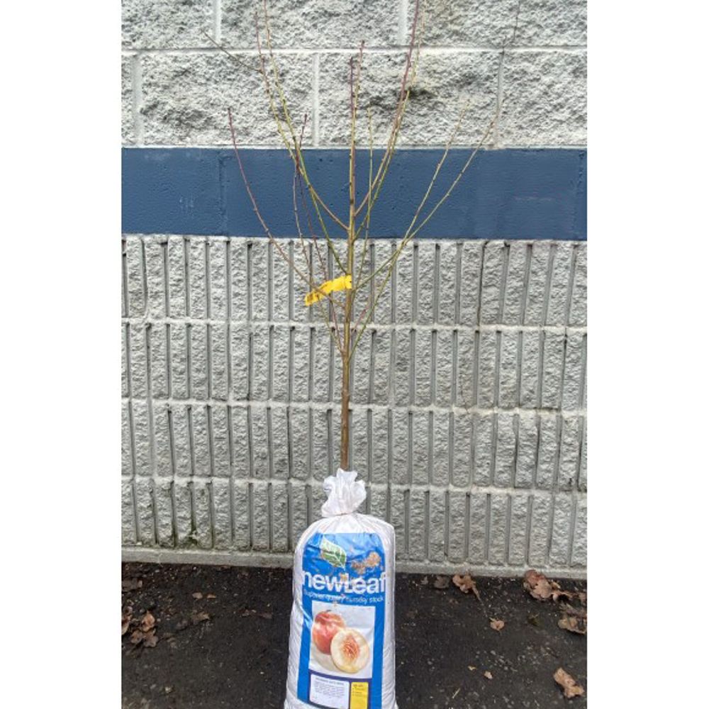 New Leaf, Goldmine Bare Root Nectarine Tree