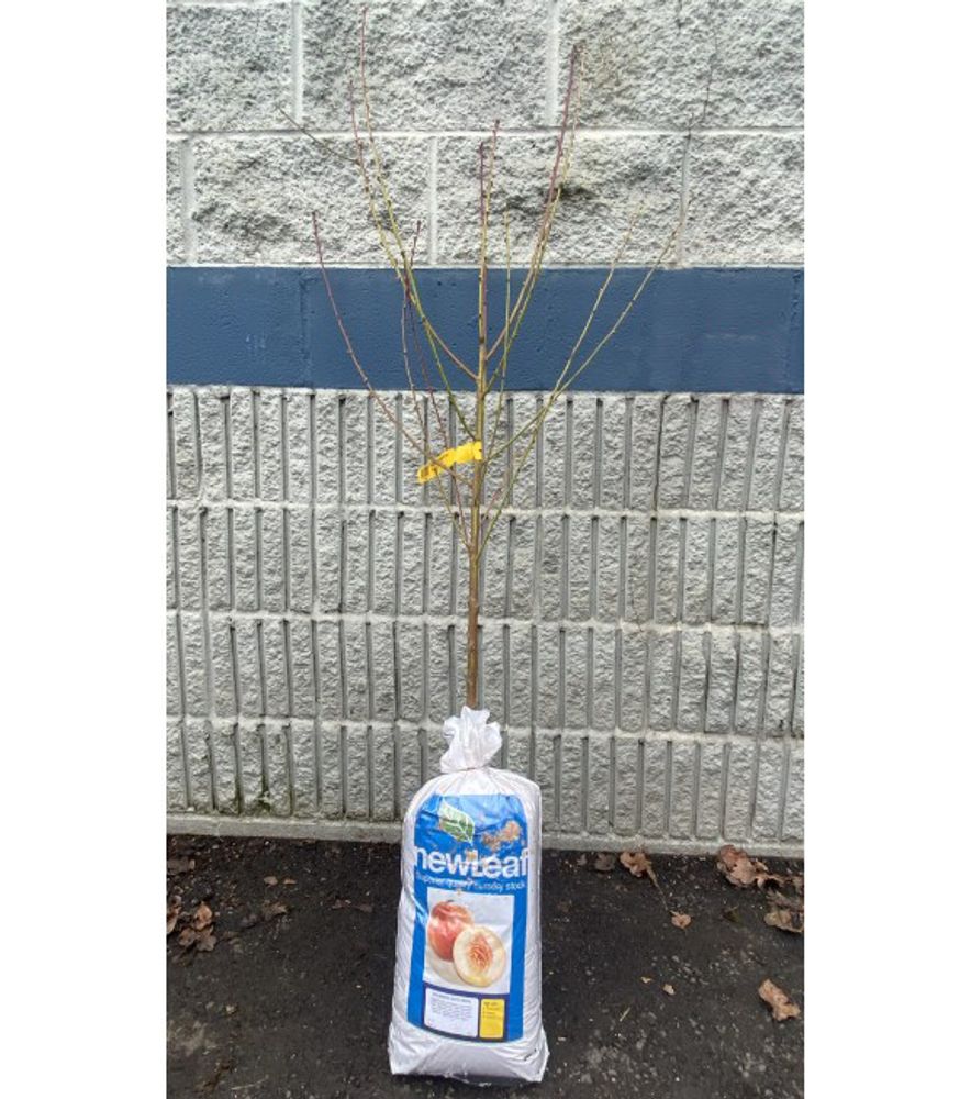 New Leaf, Goldmine Bare Root Nectarine Tree