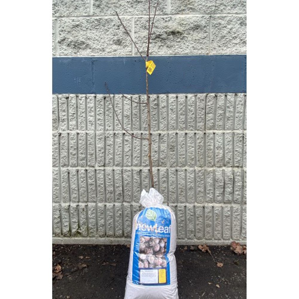 New Leaf, Italian Bare Root Plum Tree