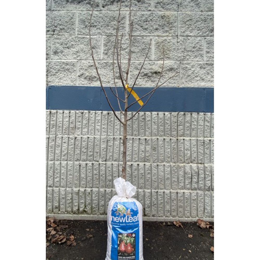 New Leaf, Dwarf Red D'Anjou Pear Bare Root Tree