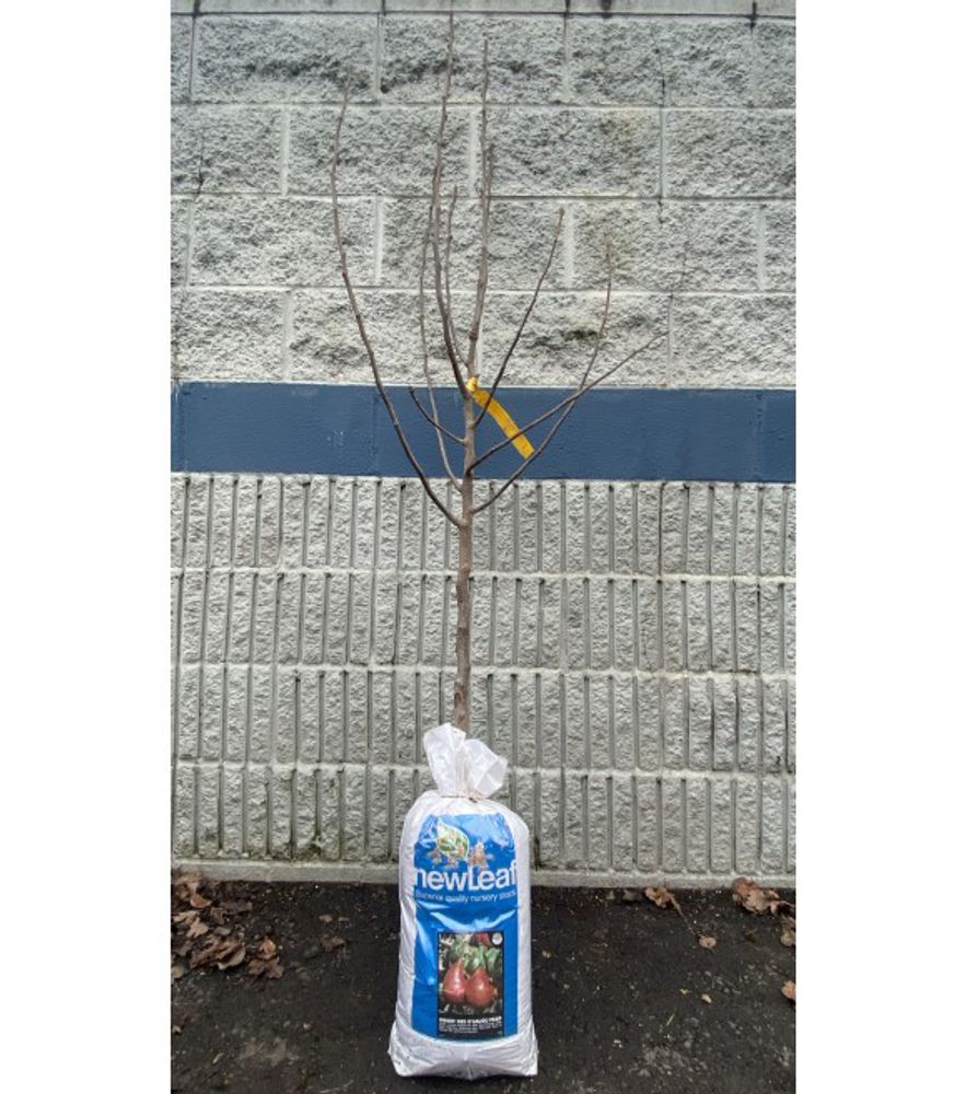 New Leaf, Dwarf Red D'Anjou Pear Bare Root Tree