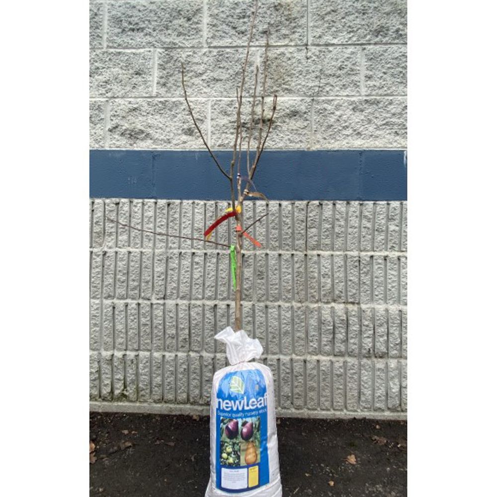New Leaf, 3-in-1 Combination Pear Bare Root Tree