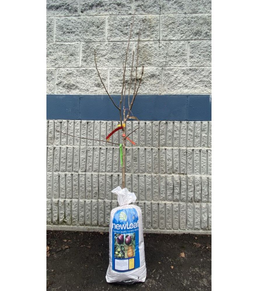 New Leaf, 3-in-1 Combination Pear Bare Root Tree