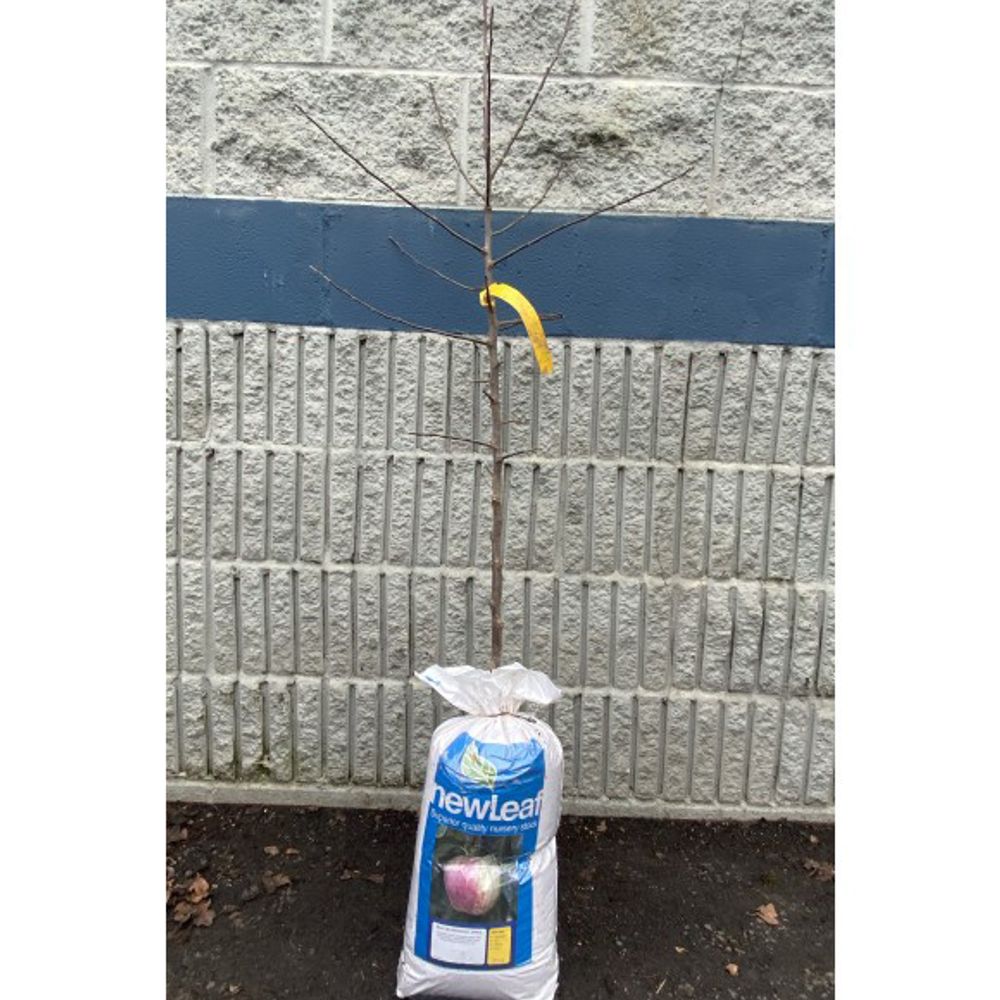 New Leaf, Red Gravenstein Apple Bare Root Tree