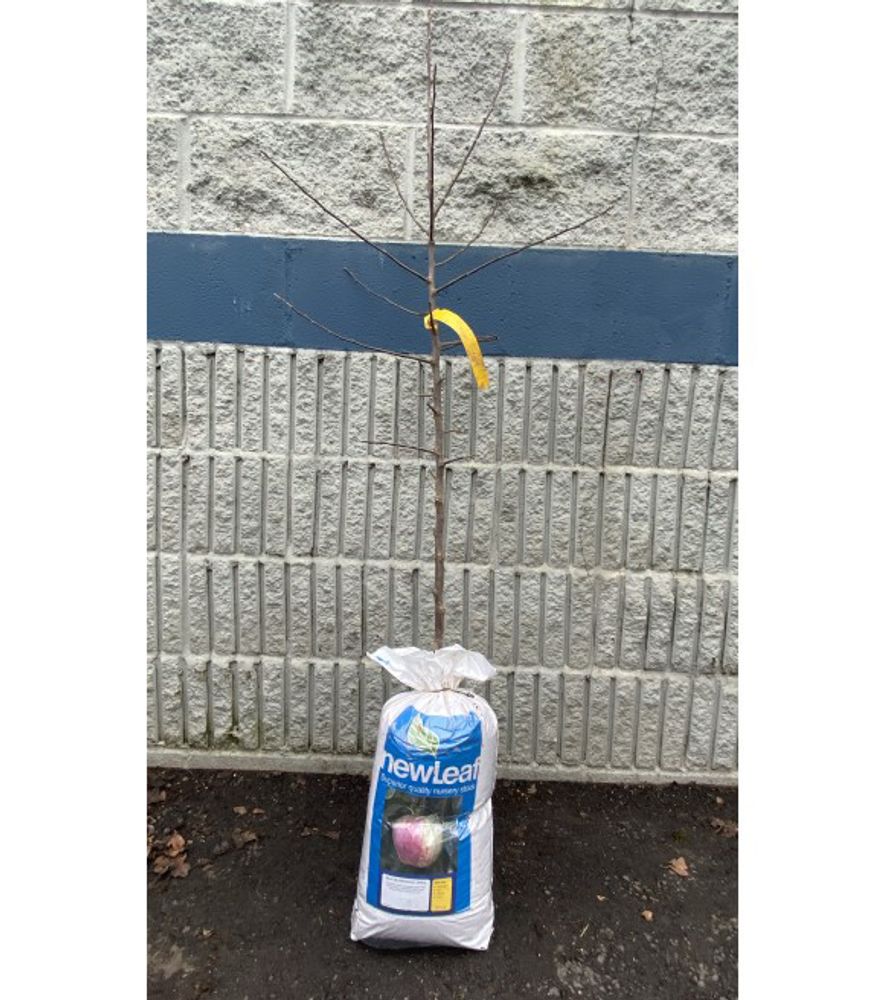 New Leaf, Red Gravenstein Apple Bare Root Tree