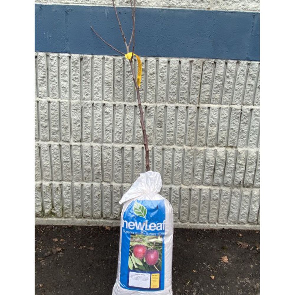 New Leaf, Liberty Apple Bare Root Tree 