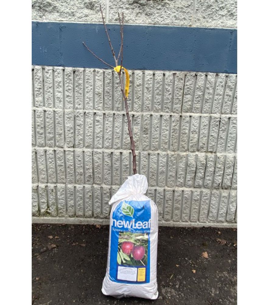 New Leaf, Liberty Apple Bare Root Tree