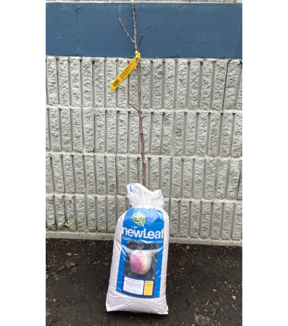 New Leaf, Gravenstein Apple Bare Root Tree | Wilco