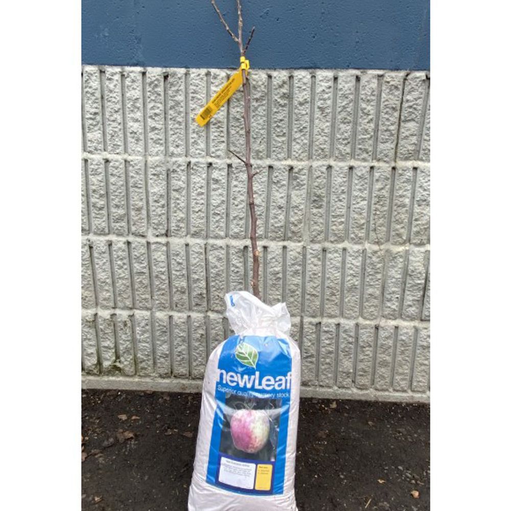 New Leaf, Gravenstein Apple Bare Root Tree