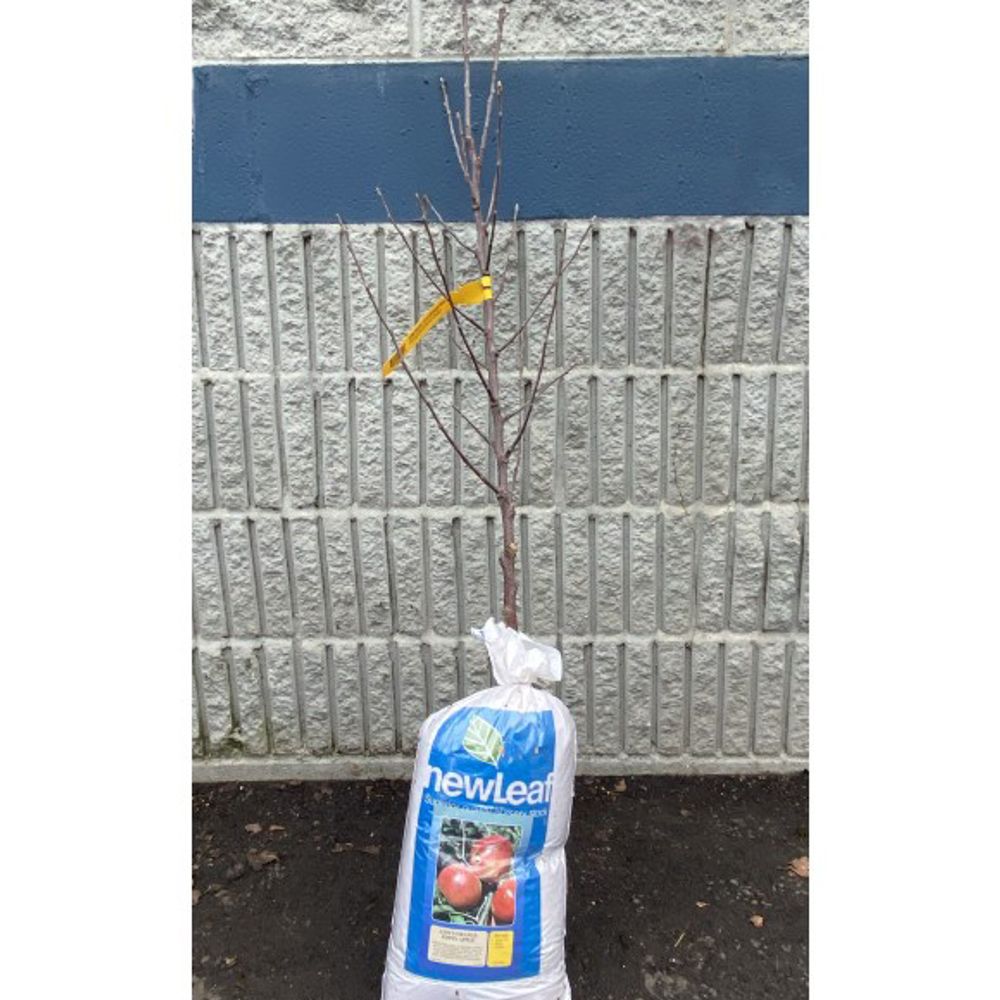 New Leaf, Cox's Orange Pippin Apple Bare Root Tree