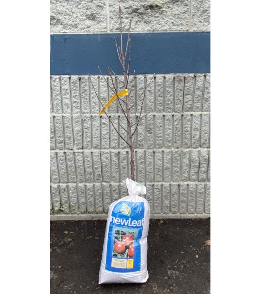 New Leaf, Cox's Orange Pippin Apple Bare Root Tree