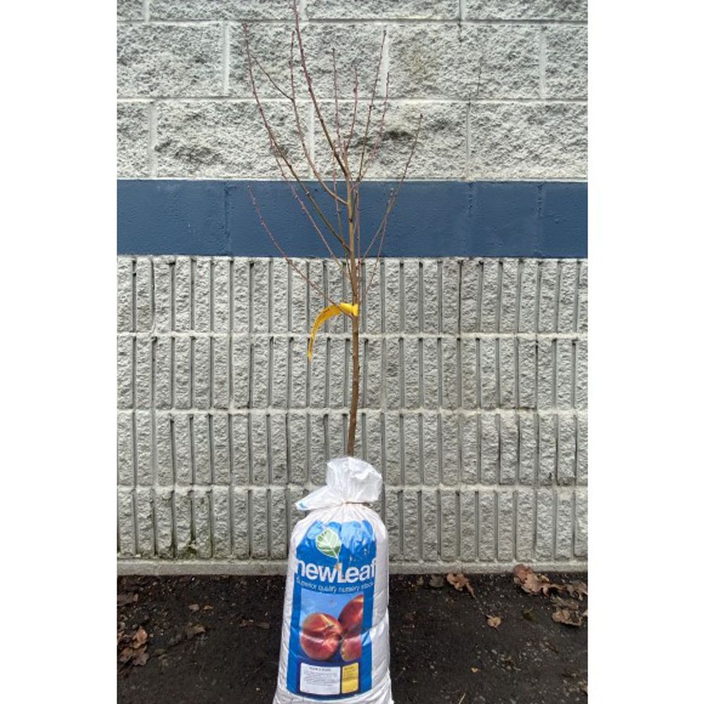 New Leaf, Elberta Bare Root Peach Tree