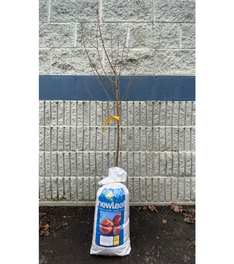 New Leaf, Elberta Bare Root Peach Tree