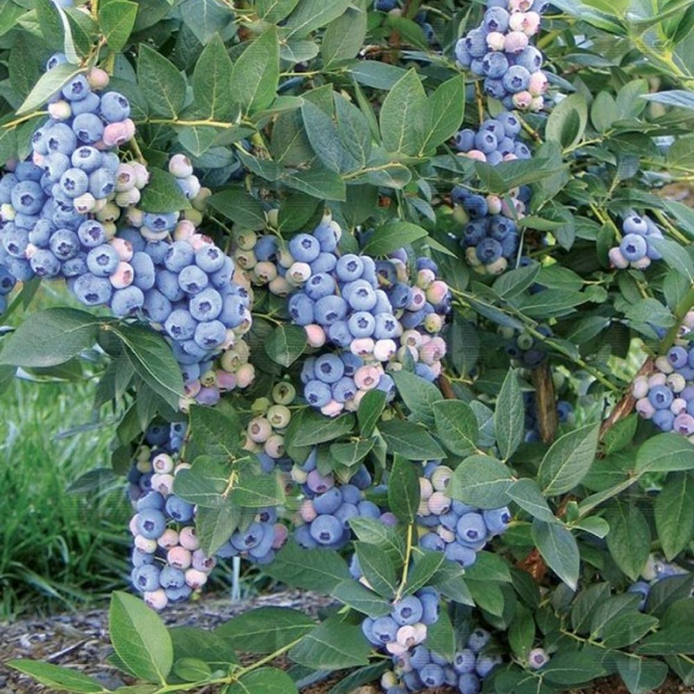Alpha Nursery, Aurora Blueberry